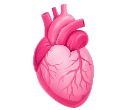Beef Heart